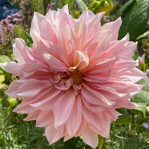 Meet your Posher, Erica